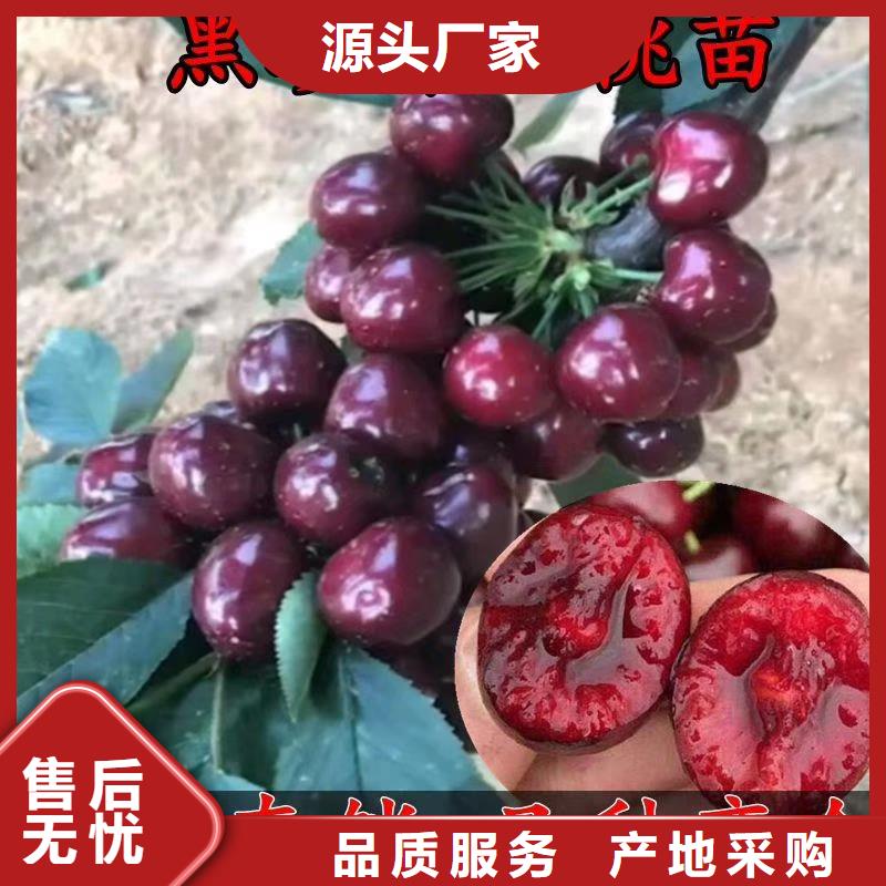 樱桃无花果苗精挑细选好货