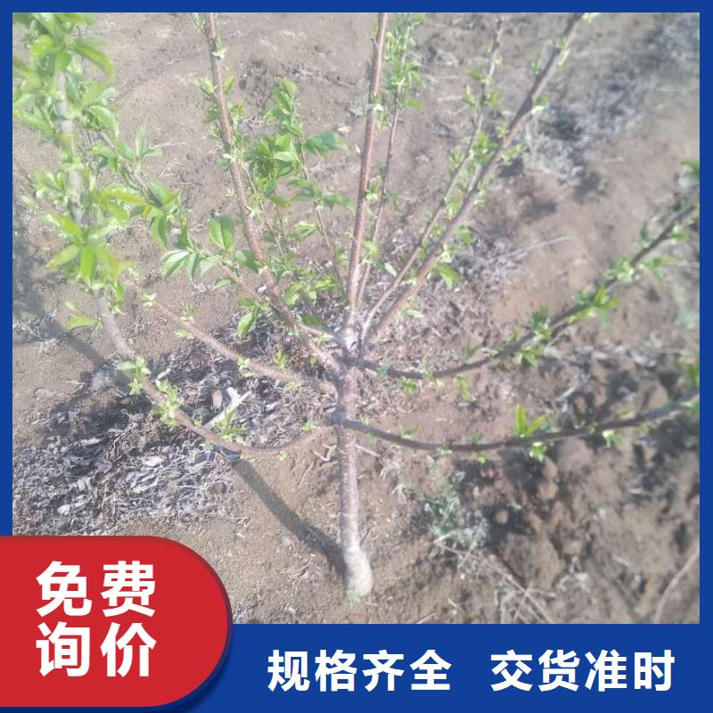 【樱桃梨树苗海量货源】