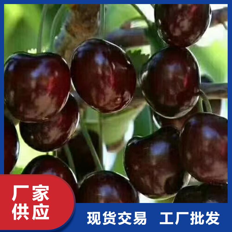 樱桃无花果苗精挑细选好货