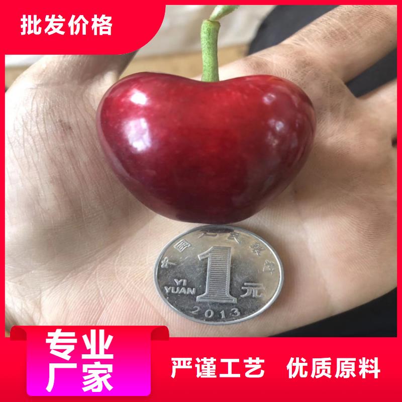 樱桃苹果苗诚信经营质量保证