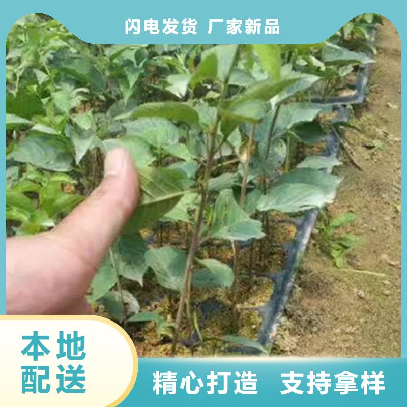 樱桃苹果苗海量现货