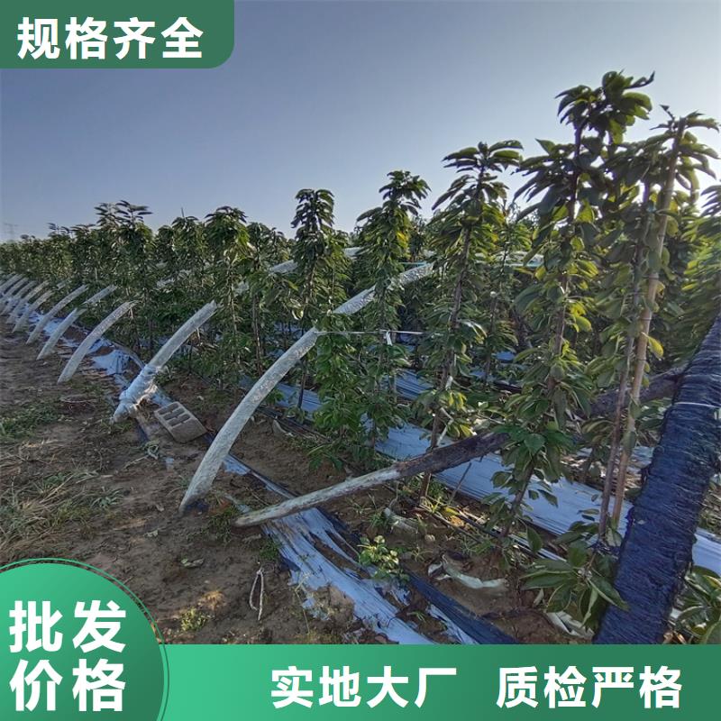 樱桃草莓苗现货快速采购