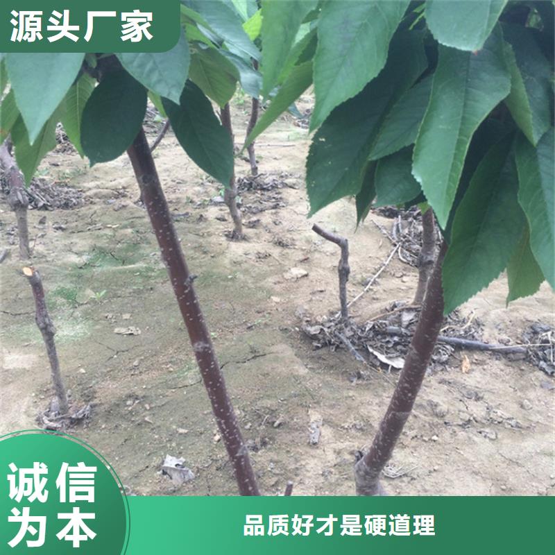 【樱桃苹果苗真正让利给买家】