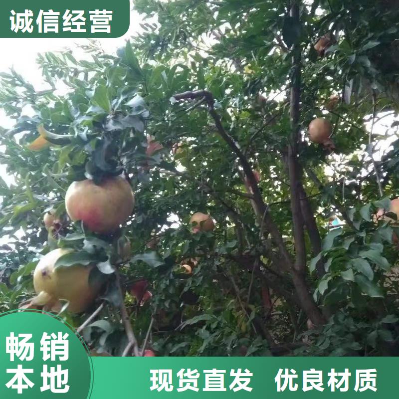 石榴-无花果苗匠心品质