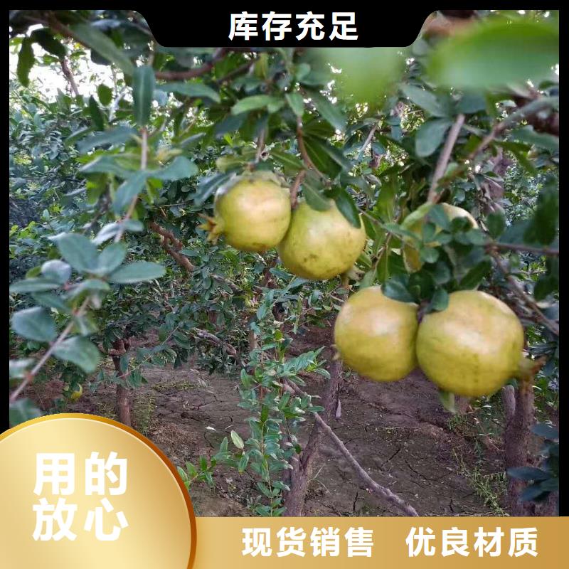 石榴苹果苗支持加工定制