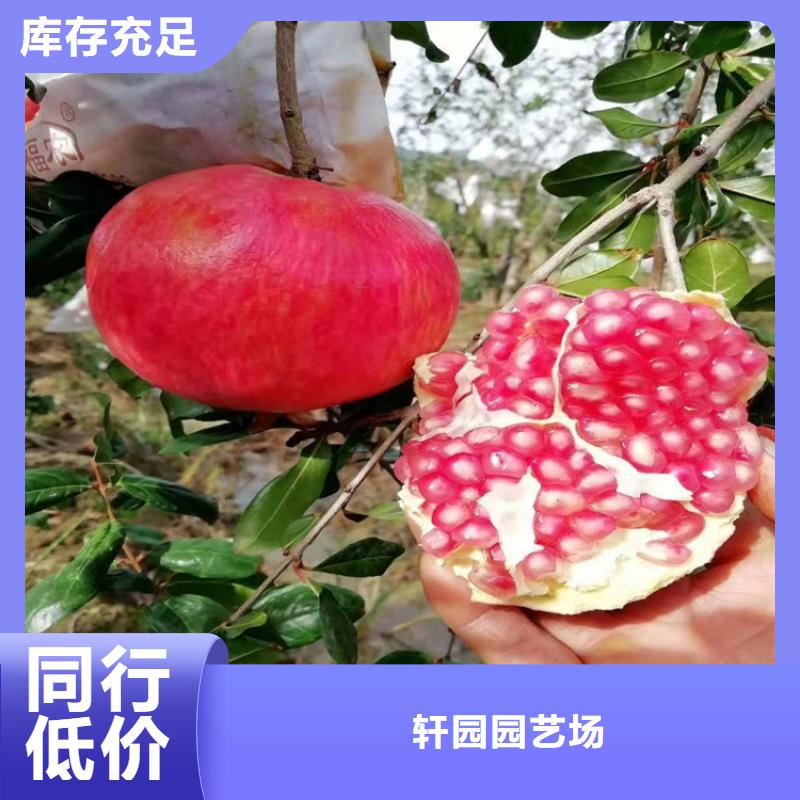 石榴_【苹果苗】定金锁价