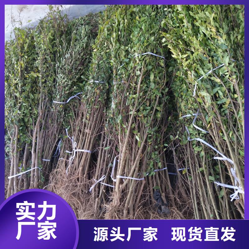 石榴-苹果苗匠心打造