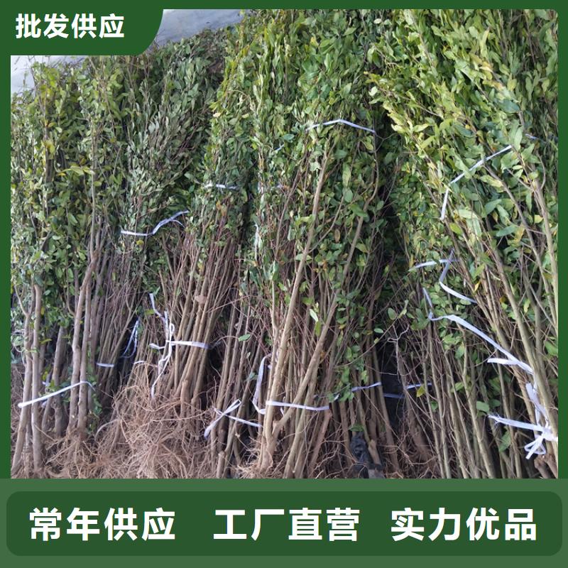 石榴-苹果苗匠心打造