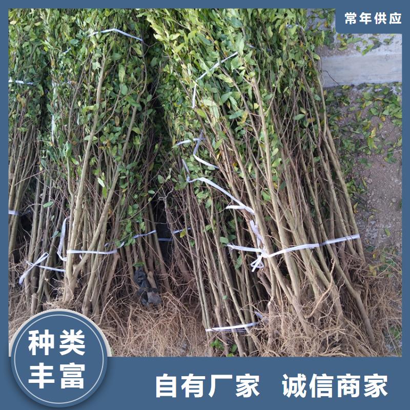 【石榴】苹果苗大量现货