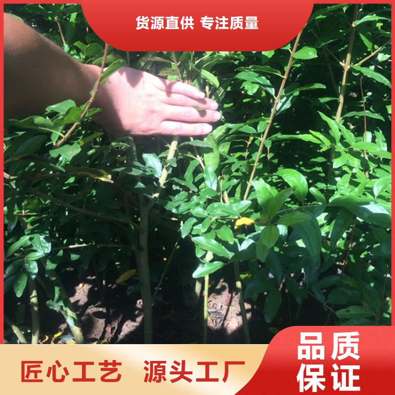 【石榴樱桃苗源头厂家量大价优】