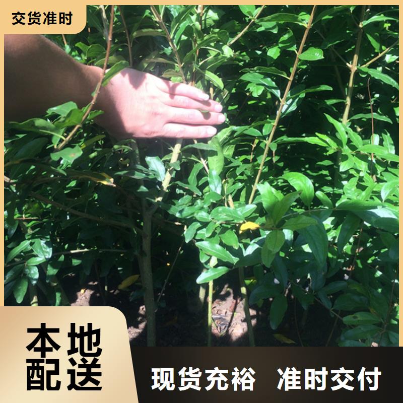 石榴-苹果苗匠心打造