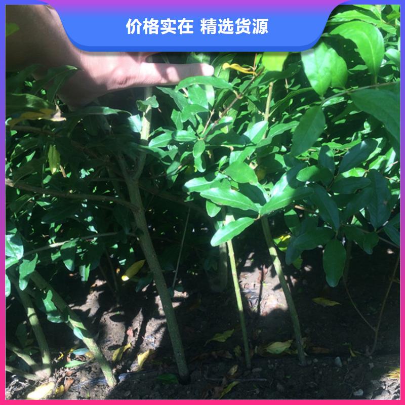 石榴-无花果苗匠心品质