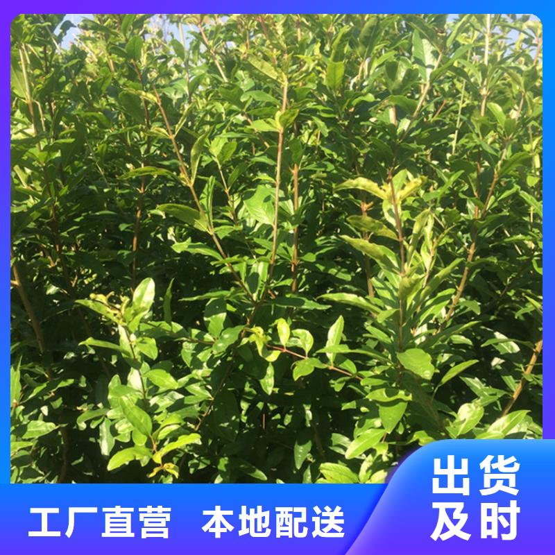 石榴苹果苗设计合理