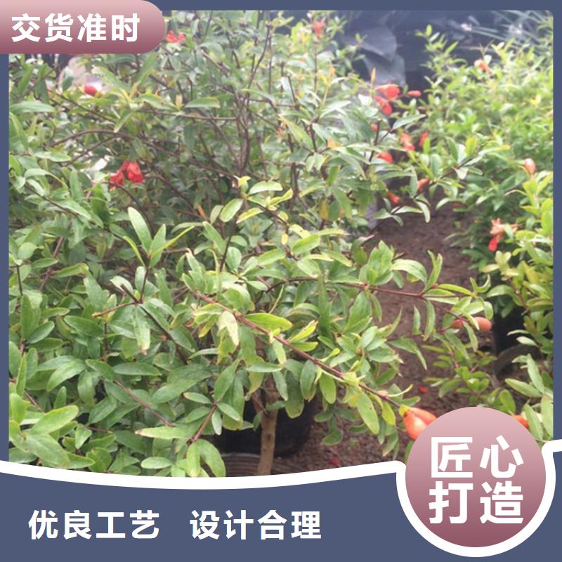 石榴樱桃苗适用范围广