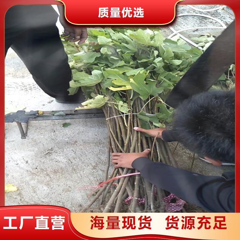 无花果樱桃苗库存充足