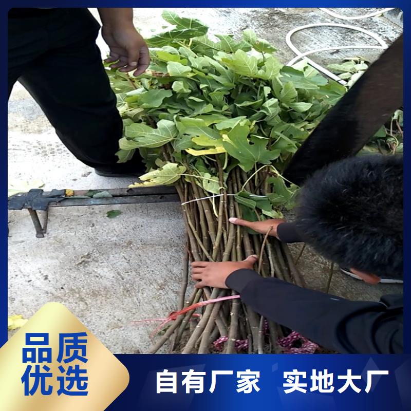 无花果【樱桃苗】好货直销