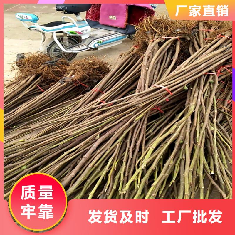 无花果蓝莓苗注重细节