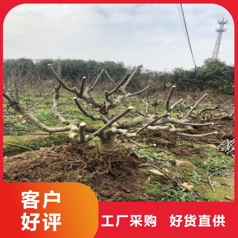 【无花果,樱桃苗使用寿命长久】