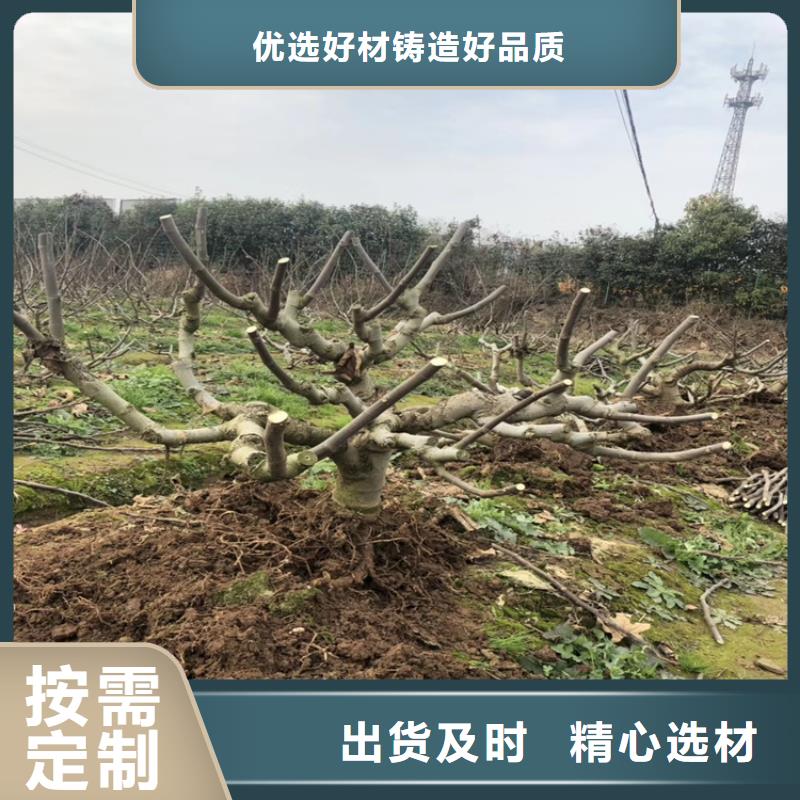 无花果苹果苗满足客户需求