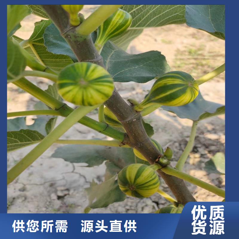 无花果【苹果苗】产地厂家直销