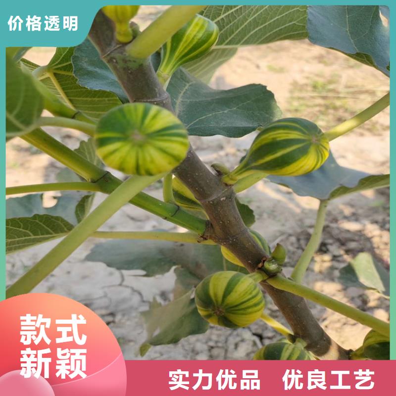 无花果-樱桃苗极速发货