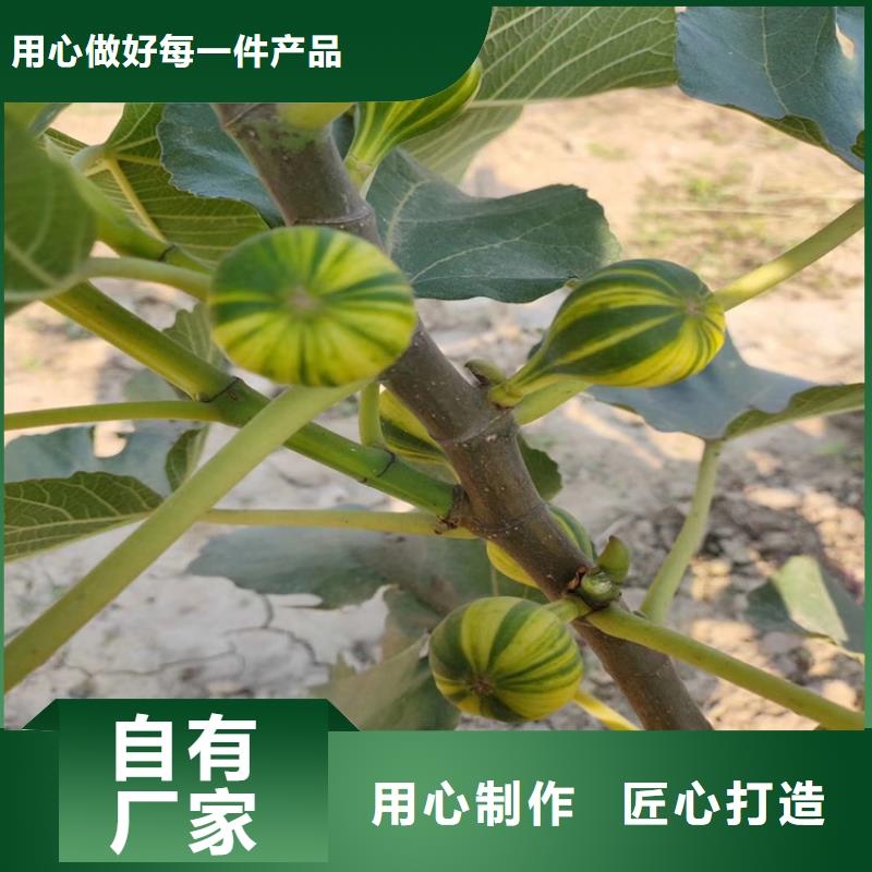 无花果【樱桃苗】送货上门