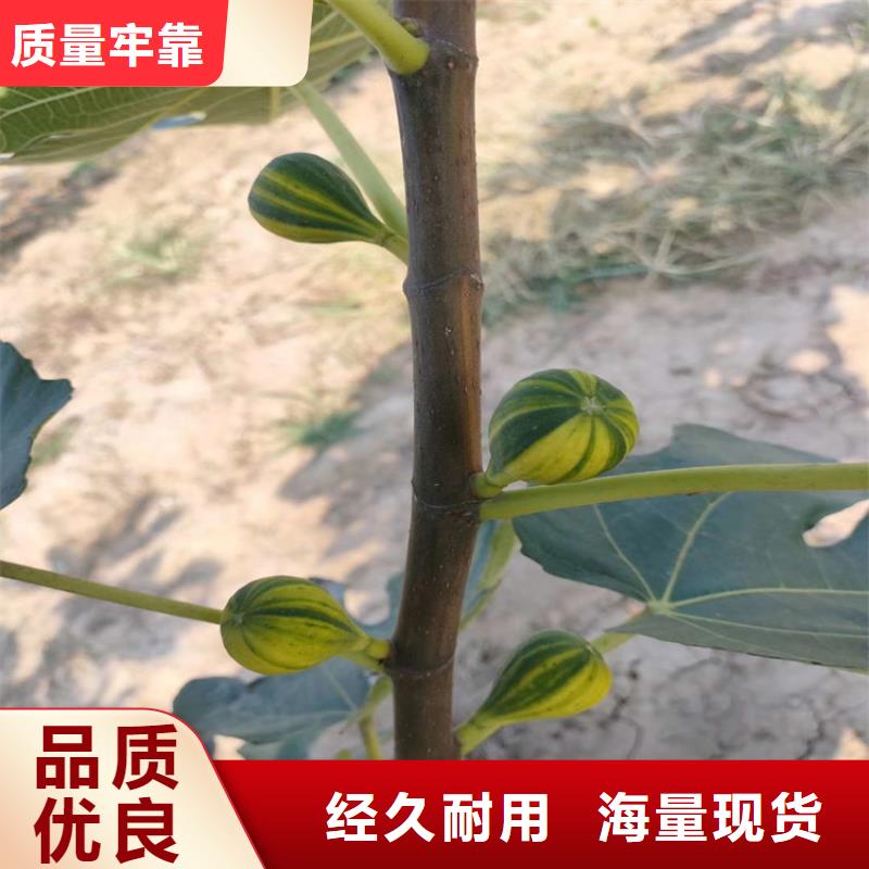 无花果北美冬青价格公道合理