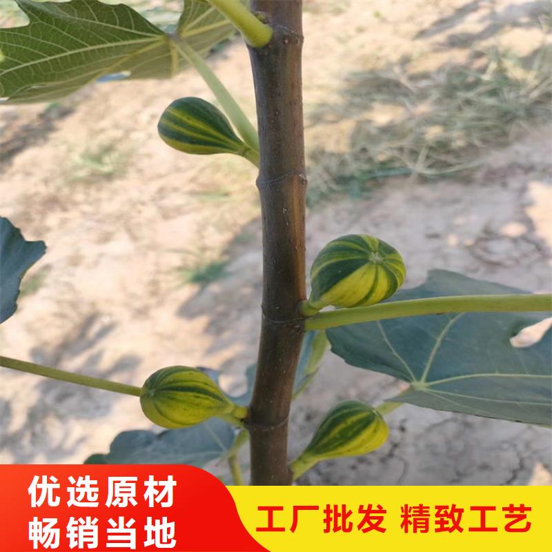 无花果樱桃苗丰富的行业经验