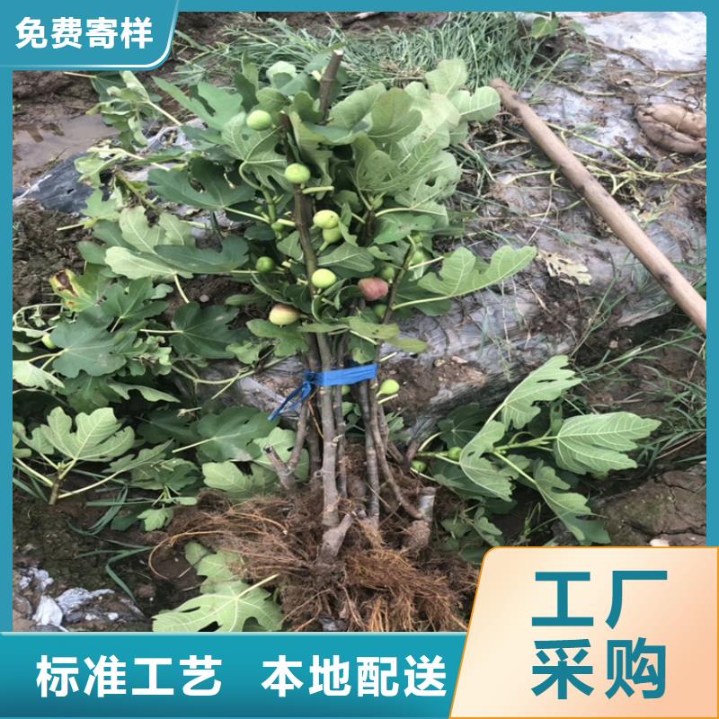 无花果-苹果苗品牌大厂家