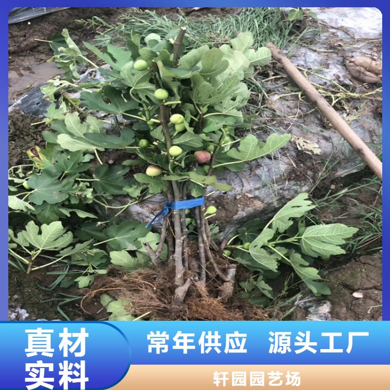 无花果樱桃苗丰富的行业经验