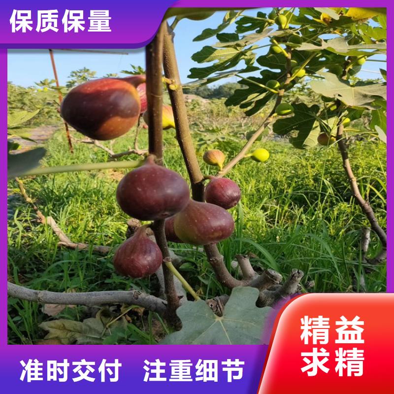 无花果【樱桃苗】好货直销