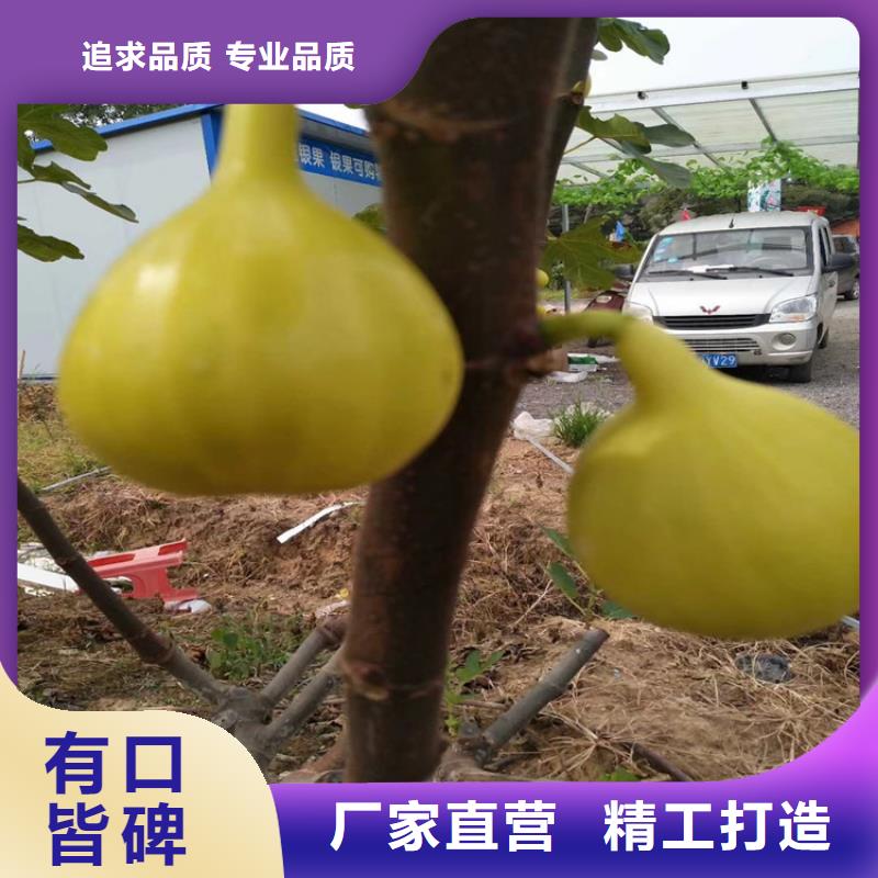 无花果杏树苗注重细节