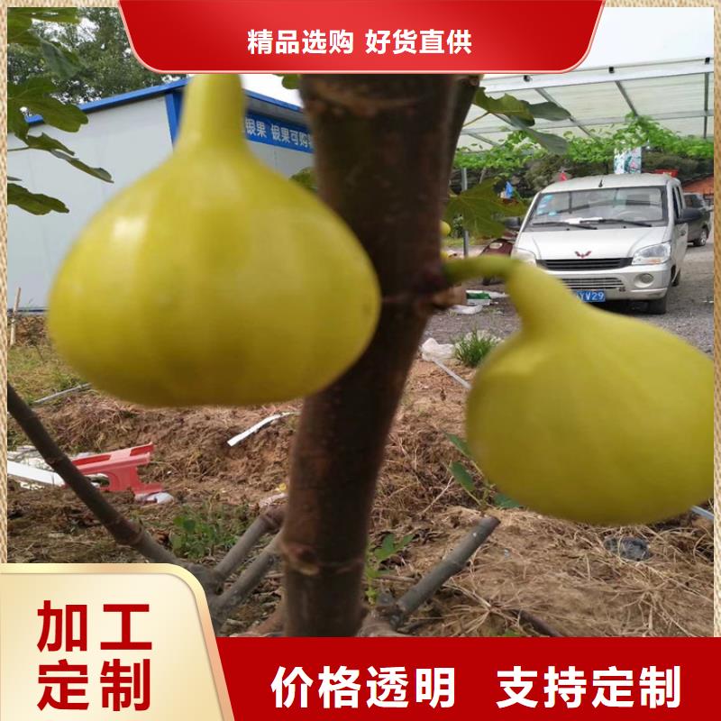 无花果无花果苗源头厂家