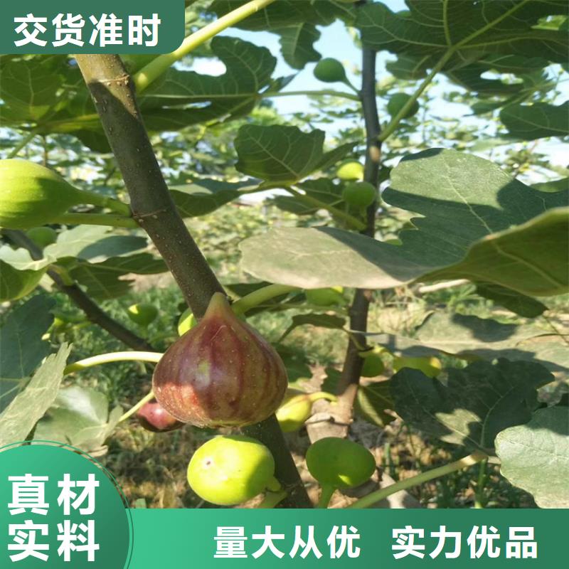 无花果杏树苗注重细节