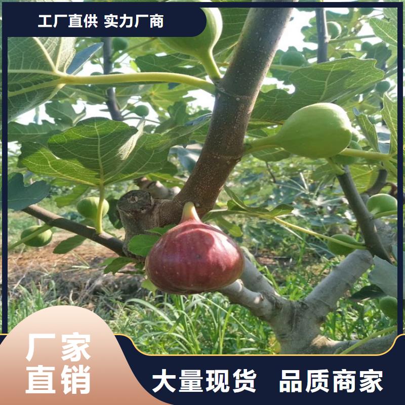 【无花果草莓苗用心提升细节】