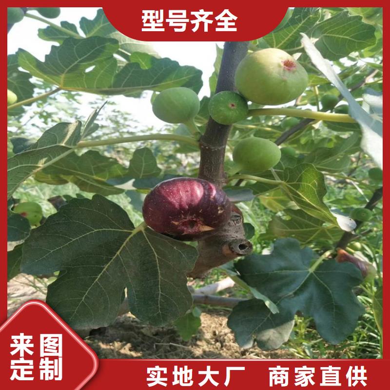 无花果_苹果苗厂诚信经营