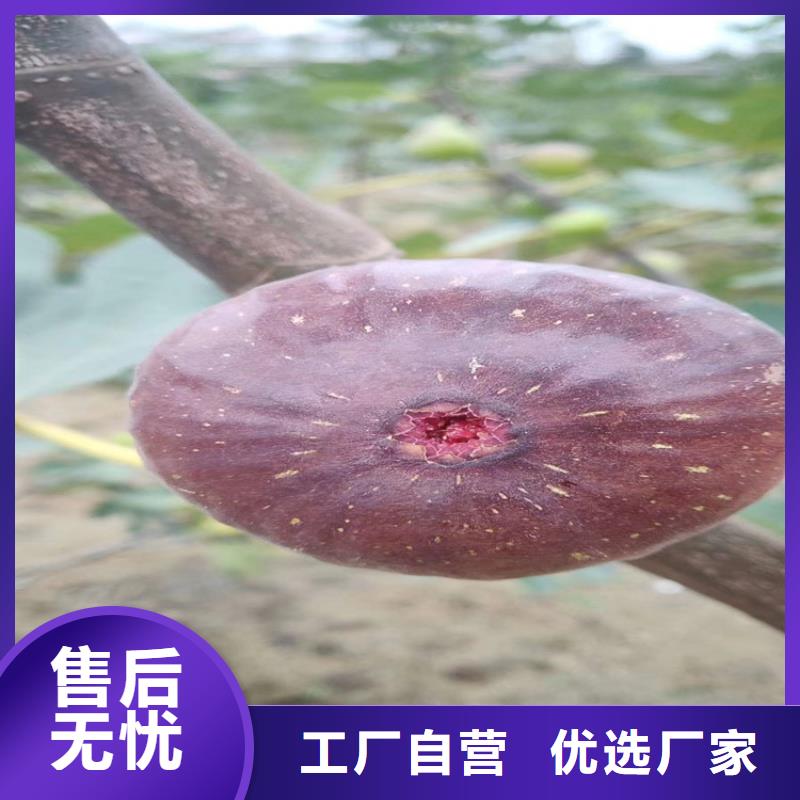 【无花果】梨树苗质量牢靠