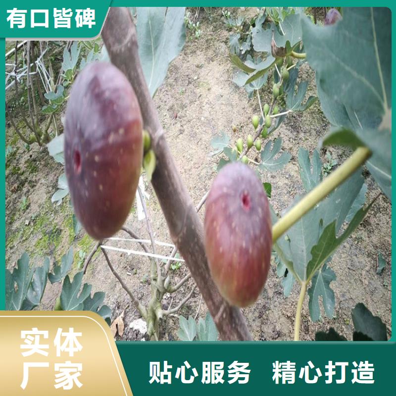 无花果杏树苗注重细节