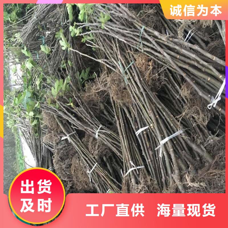 无花果石榴树苗专注生产制造多年