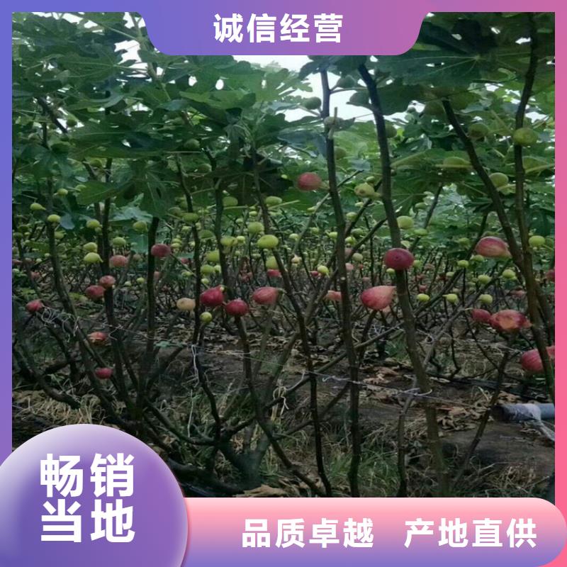 无花果-樱桃苗极速发货