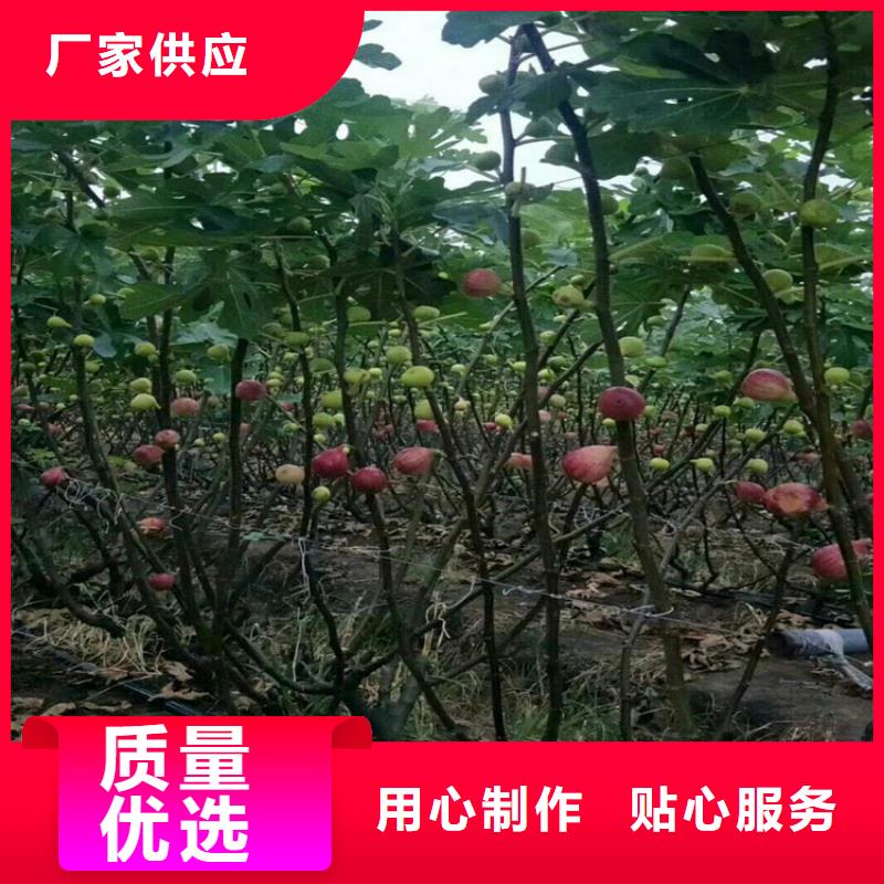 无花果桃树苗老品牌厂家