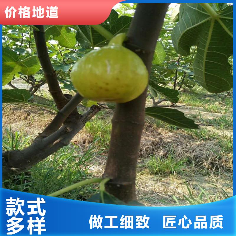 无花果樱桃苗库存充足