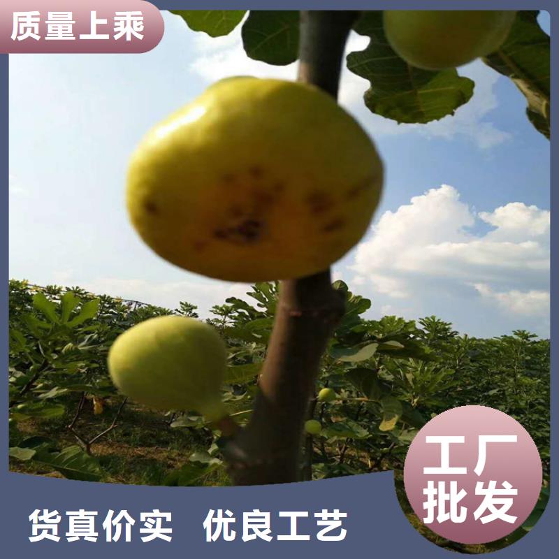 无花果【苹果苗】满足客户所需