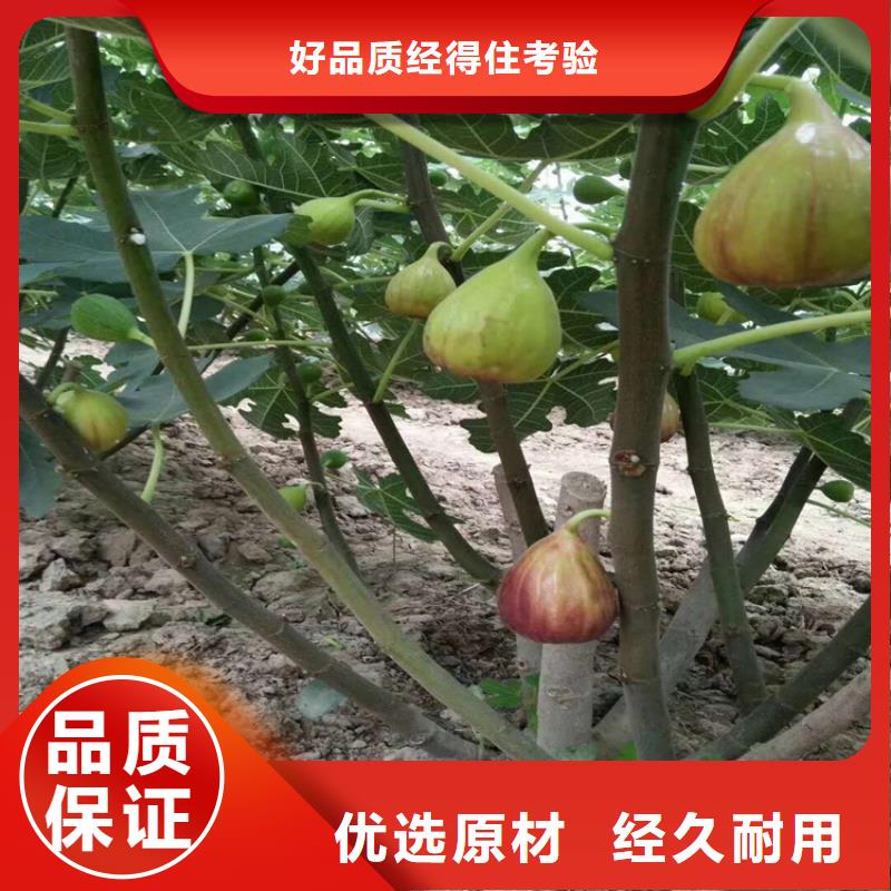 无花果花椒苗实力见证