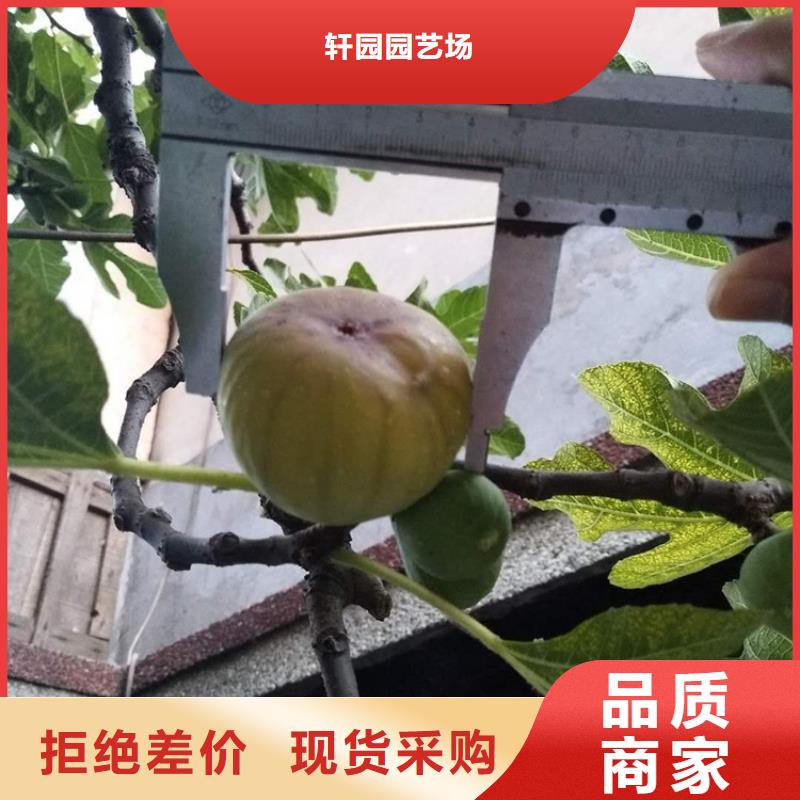 无花果樱桃苗库存充足