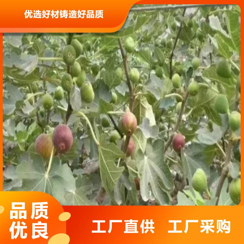 无花果樱桃苗质量上乘