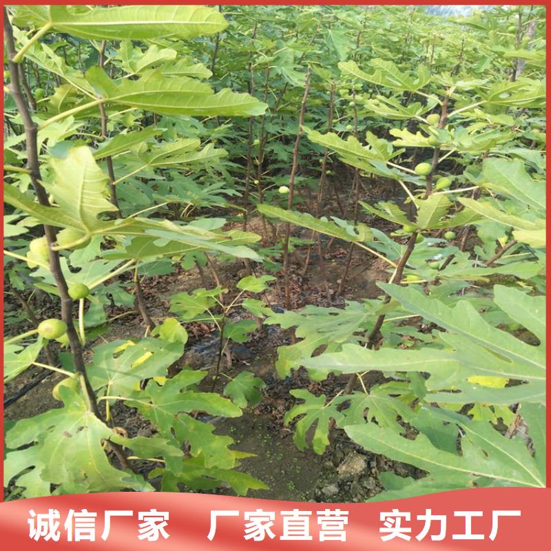 【无花果苹果苗快速报价】