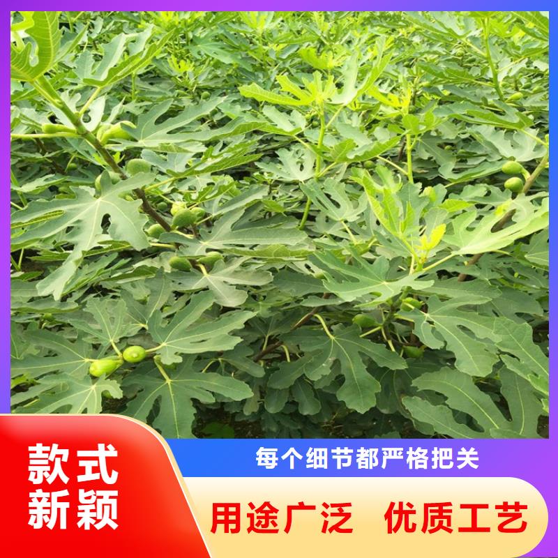 【无花果草莓苗用心提升细节】