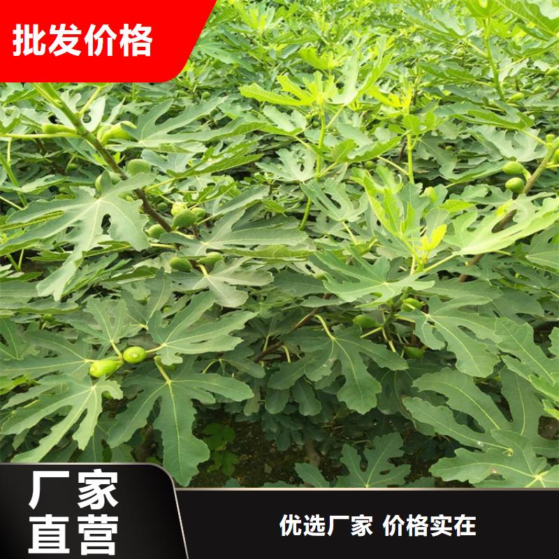 无花果苹果苗品质服务诚信为本