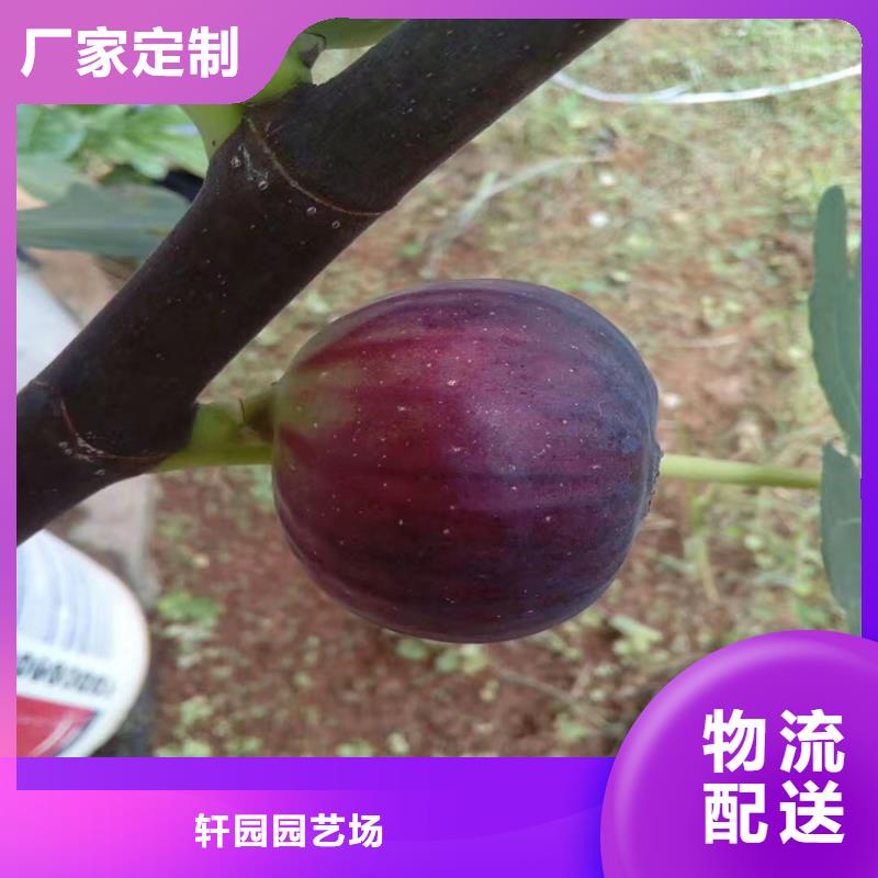 【无花果】苹果苗买的是放心